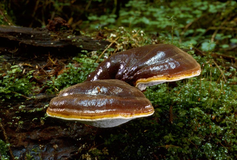 Ganoderma oregonense